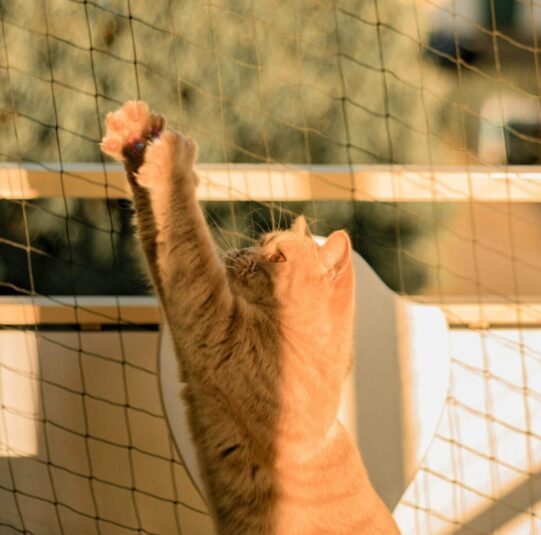 Behöver du kattsäkra balkong? Näta in balkong utan att borra med Clas Fixare. Proffs på kattnät